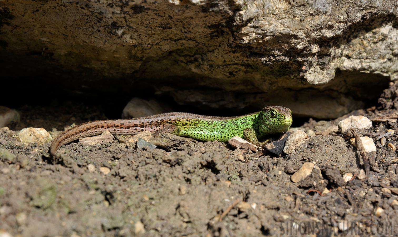 Lacerta agilis [300 mm, 1/160 Sek. bei f / 13, ISO 200]